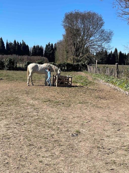 Gite Mas Provencal Тараскон Экстерьер фото